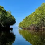 Mangrove in Nusa lembongan